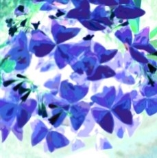 ButterflyPlant blue green560